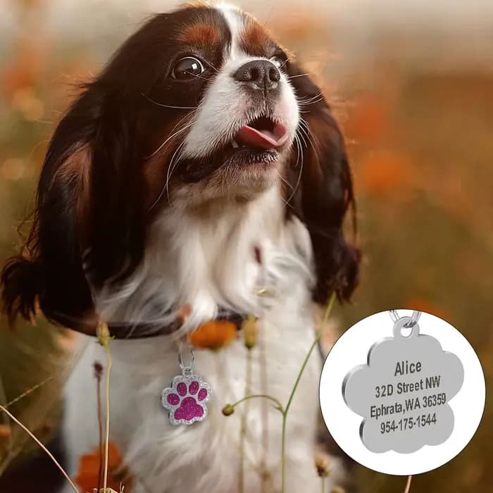 Étiquettes d'adresse personnalisées pour chien et chat, accessoires gravés pour chiot de chat, nom e