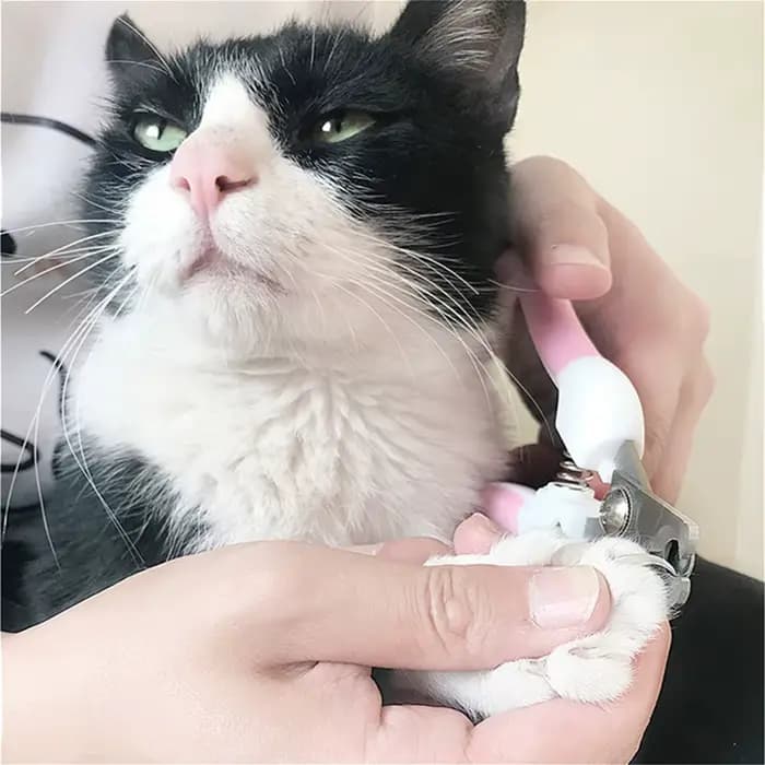 Coupe-ongles professionnel pour animaux de compagnie, en acier inoxydable, bicolore, pour chien et c