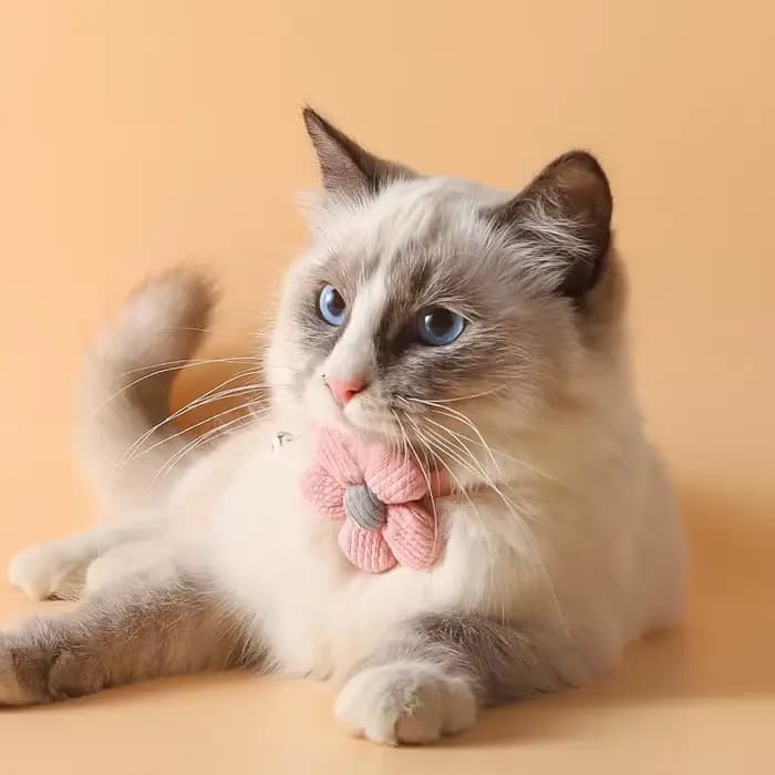 Collier de clochette de dessin animé coloré pour animal de compagnie, collier de sueur réglable mign