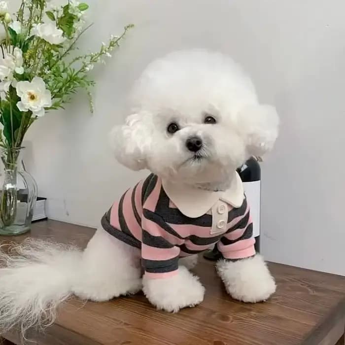 Polo d'été pour chiens, vêtements pour chiots, Bichon Frise, Chihuahua, sweat-shirt à rayures pour c