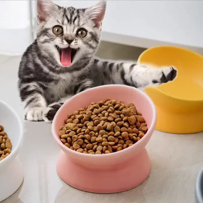 Bols surélevés pour chat petit chien 15 ° Plat d'alimentation alimentaire surélevé incliné, suppor