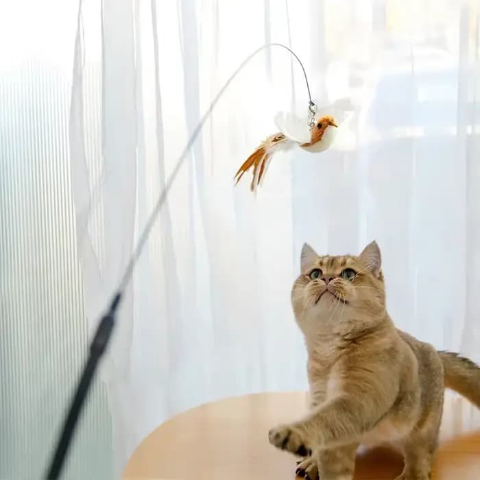 Jouet interactif pour chat, bâton mains libres pour chaton, baguette Teaser, jouet à ventouse, oisea