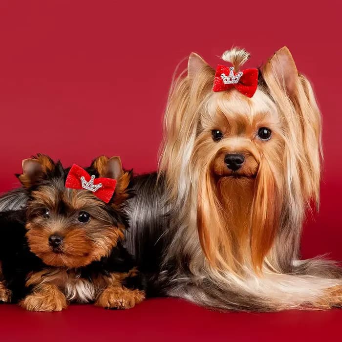 10 pièces paillettes chiens arc épingle à cheveux chiot couronne arc Clips pour chien reine chat chi