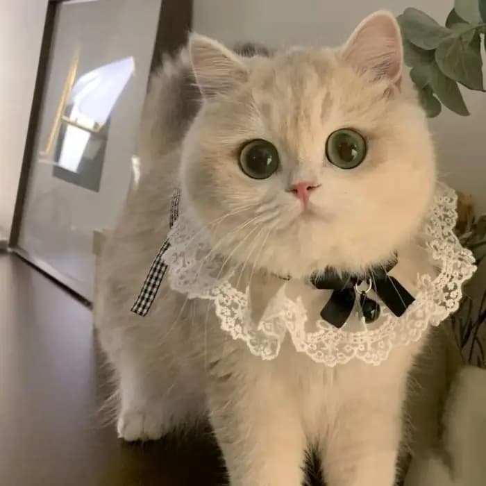 Collier pour chat et chien en soie, style princesse, avec ruban, dentelle, clochette et nœud papillo