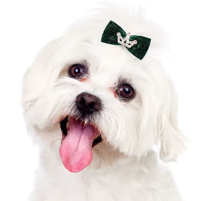 10 pièces paillettes chiens arc épingle à cheveux chiot couronne arc Clips pour chien reine chat chi