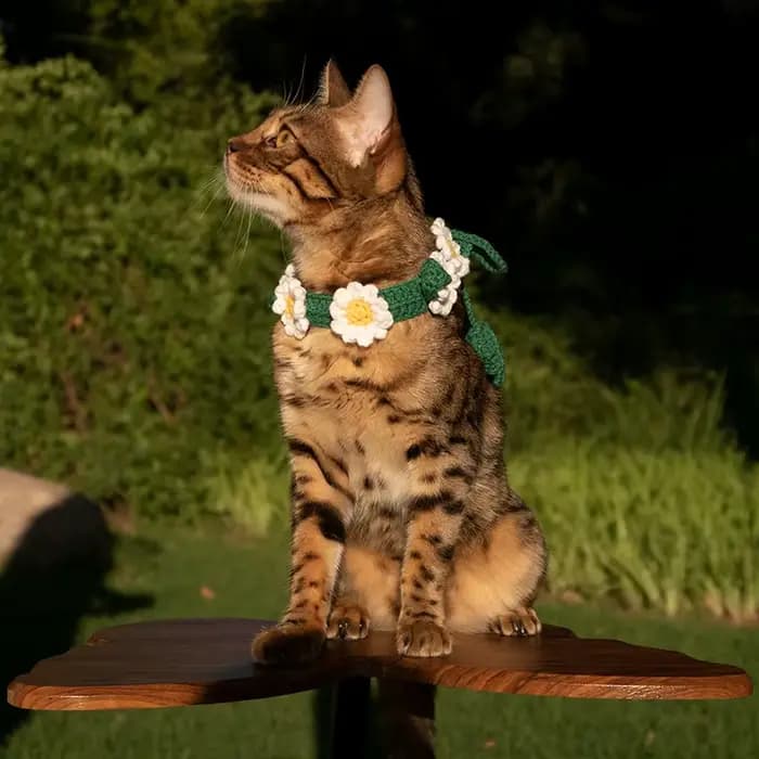 Collier tricoté à la main pour animaux de compagnie