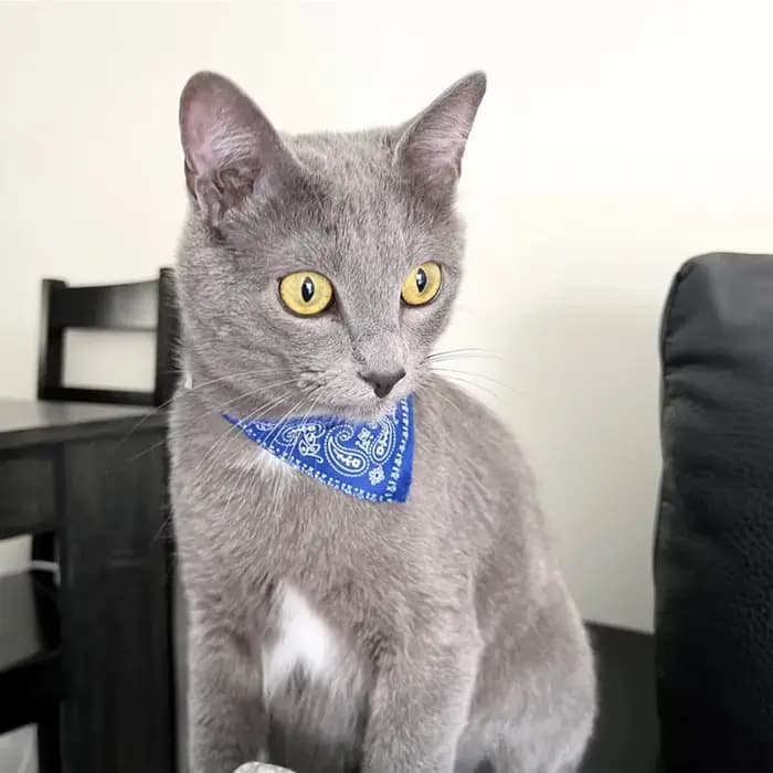 Collier Bandana imprimé mignon pour chat
