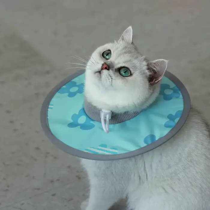 Collier Élisabéthain Imperméable et Réglable pour Animaux de Compagnie