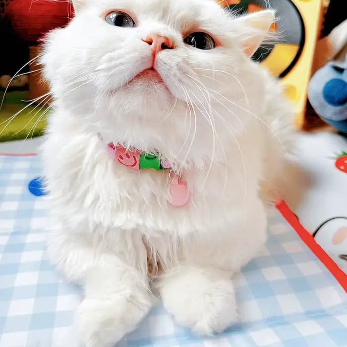 Collier pour chat, sangle élastique, collier pour chiot, petit chien