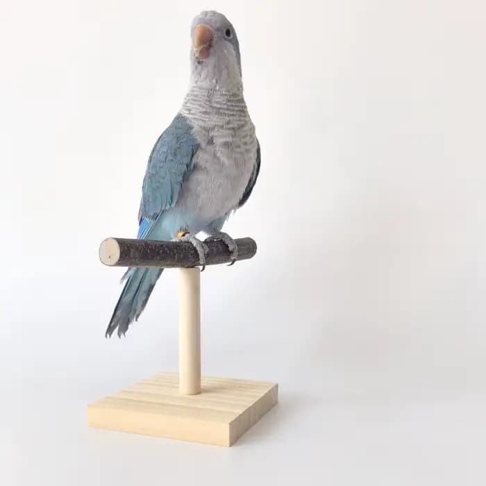 Support de perche à oiseaux Portable