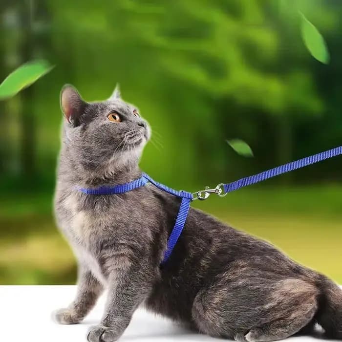Ensemble harnais et laisse pour chat réglables et légers