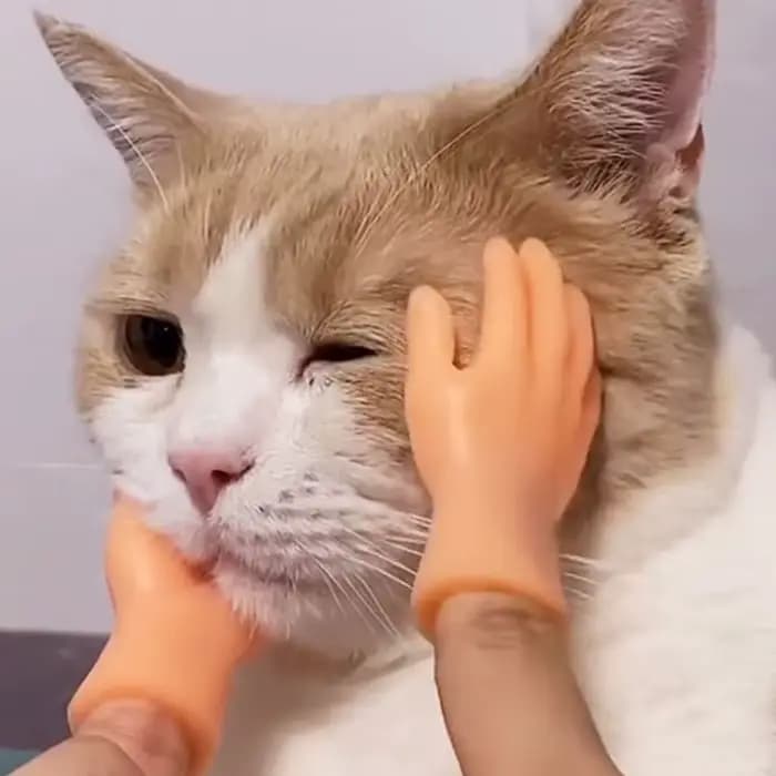 Mini mains amusantes pour taquiner le chat