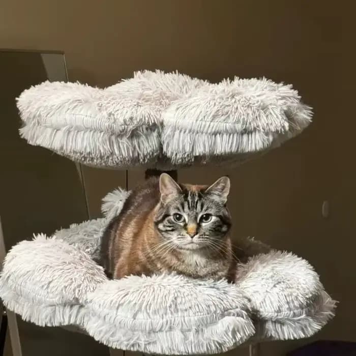 Arbre à chat en bois, tour à chat en bois