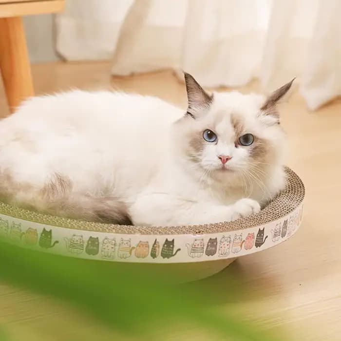 Griffoir pour chat en forme de bol