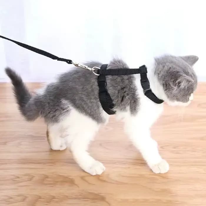 Harnais pour chat avec collier et laisse réglables