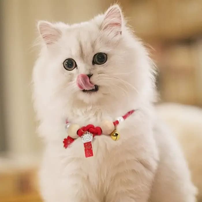 Collier anti-puces réglable pour chat