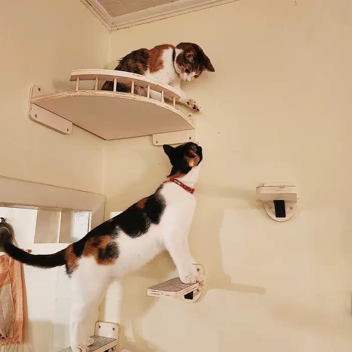 Étagère d'angle pour chat avec 3 marches, ensemble de perchoirs muraux pour lit de chat, hamac pour dormir, escalade, grattage, meubles en bois pour animaux de compagnie