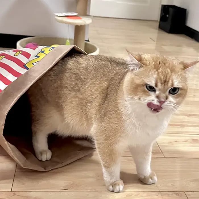 Sac à chat froissé pliable interactif pour chats