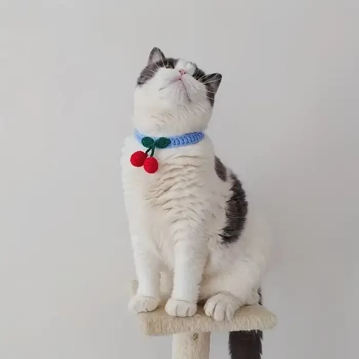 Collier pour animaux de compagnie