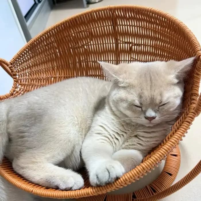 Lit pour chat semi-fermé en tissu tressé