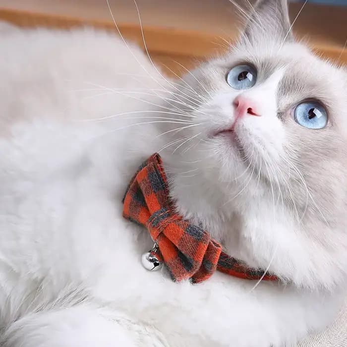 Collier réglable pour chien et chat