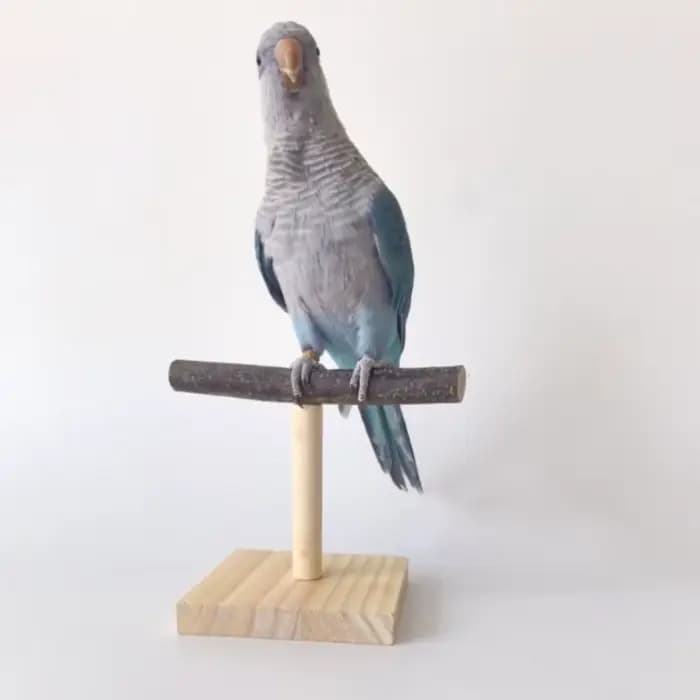 Support de perche à oiseaux Portable