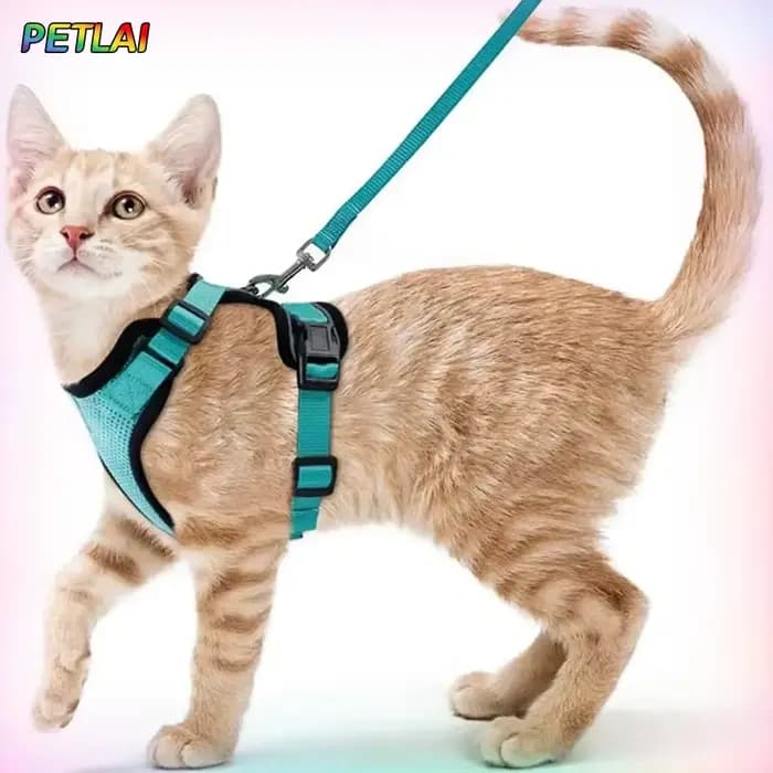 Collier pour chien et chat
