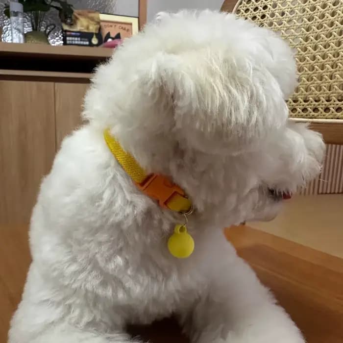 Collier de sécurité pour chat, colliers élastiques extensibles, légers pour chaton, cou pour tous les chats, avec boule Macaron, accessoires pour animaux de compagnie