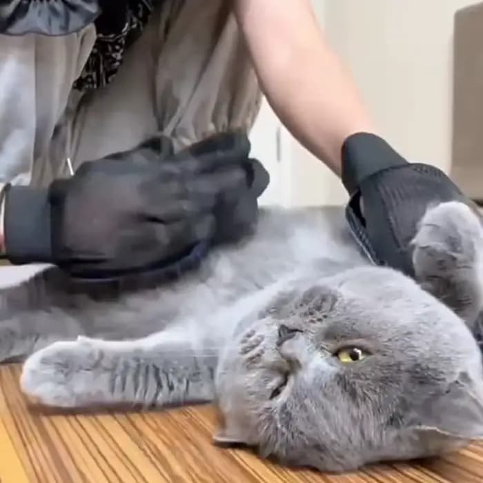 Gants de toilettage en silicone pour animaux de compagnie