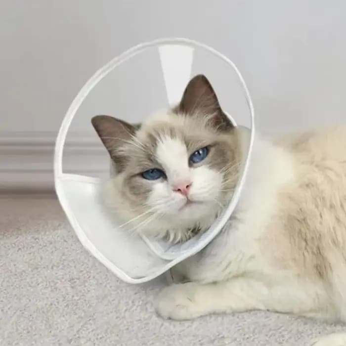 Collier cône de récupération pour chat transparent réutilisable