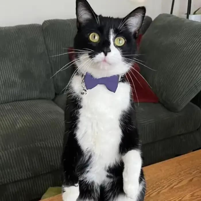 Collier pour chat avec clochette et nœud papillon