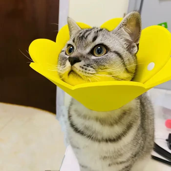 Colliers de récupération réglables en forme de fleur pour chat