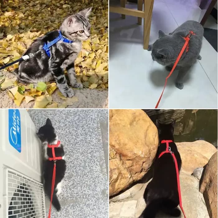 Harnais et laisse pour chat