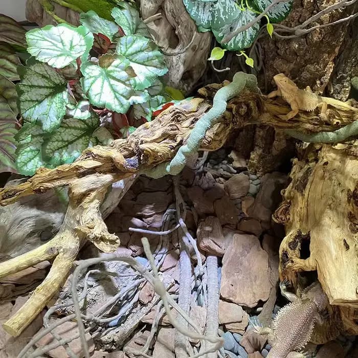 Branche de bois naturel pour animaux de compagnie