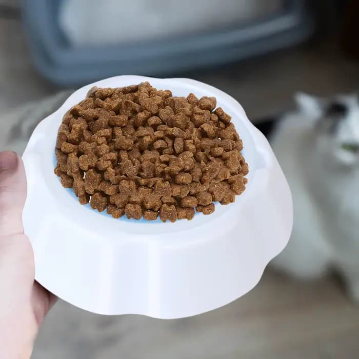 Gamelle rafraîchissante pour animaux – Bol d'eau glacée en gel pour chien et chat