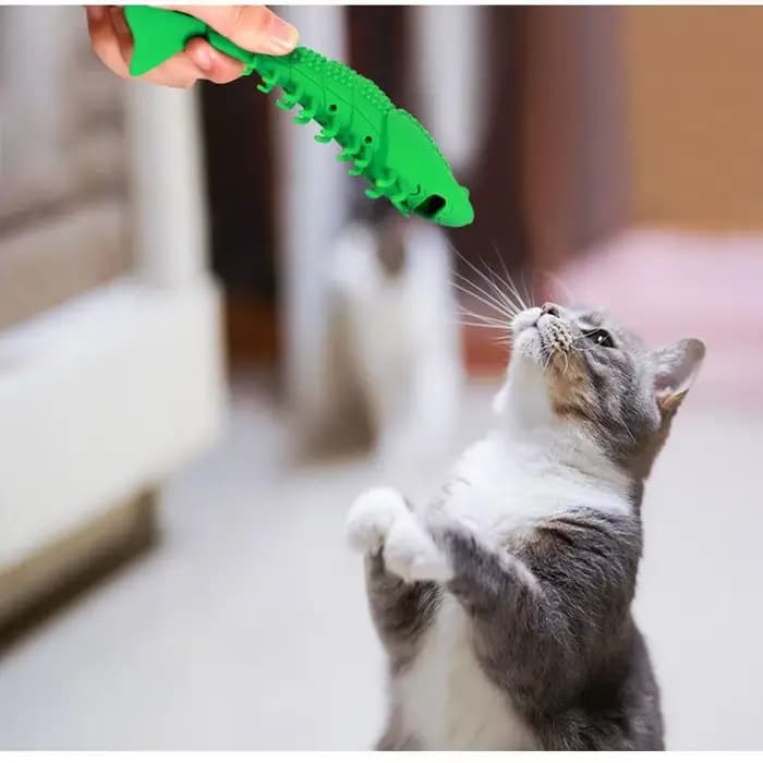 Jouets pour chat, brosse à dents