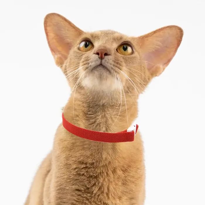 Collier de sécurité mignon pour chat