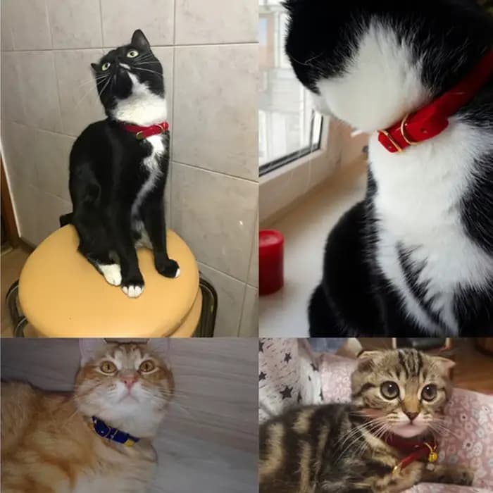 Collier de sécurité pour chat