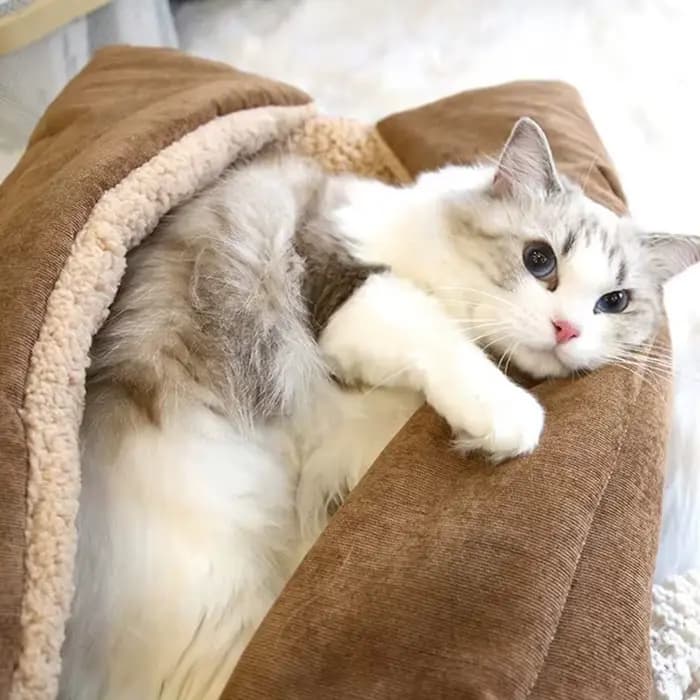 Lits en Polymères pour Chats et Chiots