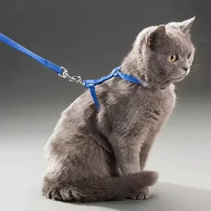Harnais pour chat avec collier et laisse réglables
