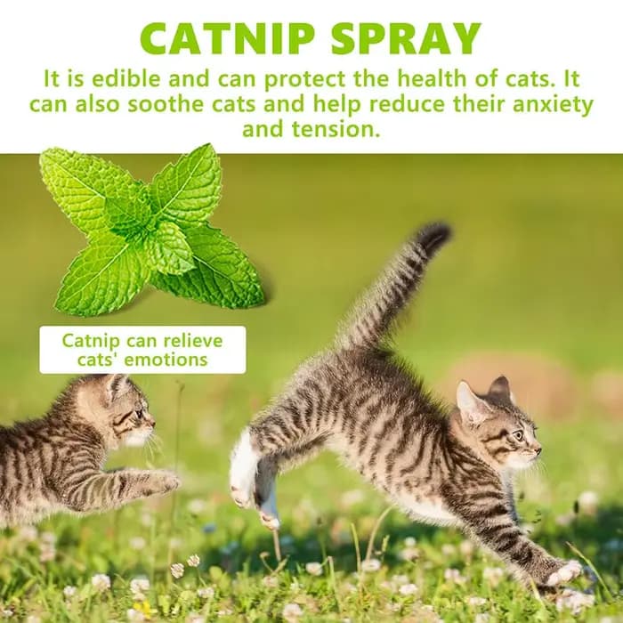 Spray pour herbe-aux-chats pour chat