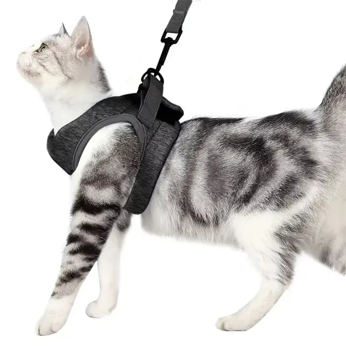 Harnais et laisse pour chat