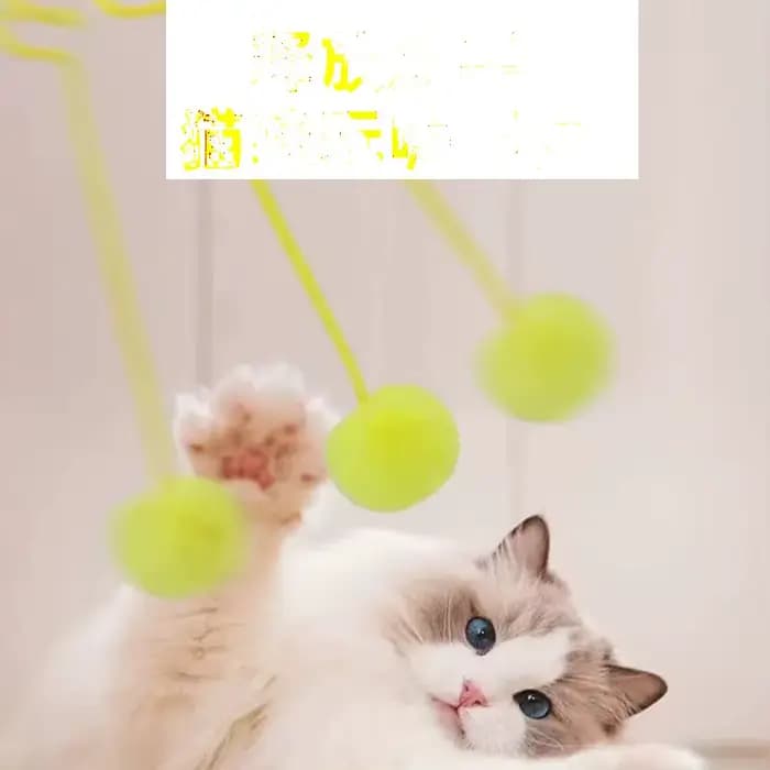 Corde élastique pour chat