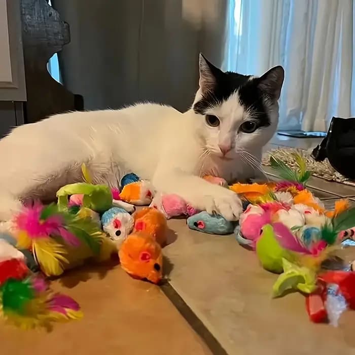 Lot de jouets pour chat 56 pièces/28 pièces/14 pièces Combinaison de divers