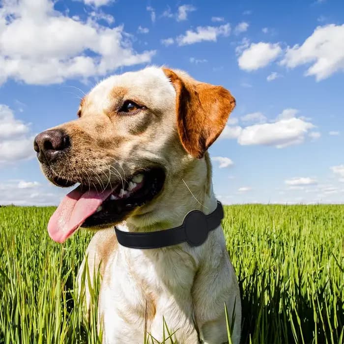 Collier de suivi pour animaux de compagnie Air Tag pour chats et chiens