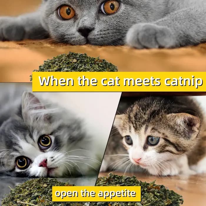 Oitabi 300 g/500 g d'herbe à chat naturelle pour chats et chatons