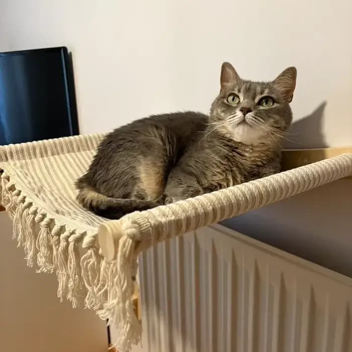 Tour d'arbre à chat en bois