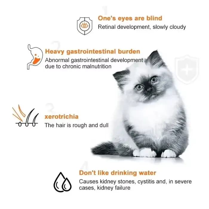 Bandes alimentaires universelles pour chat