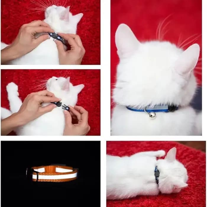 Collier réfléchissant coloré pour chat