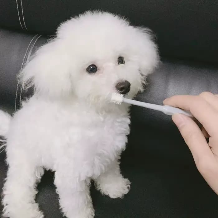 360 ° Brosse à dents pour animaux de compagnie